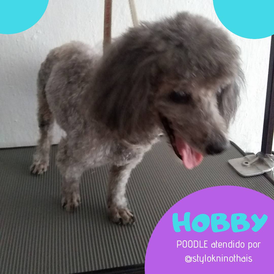 stylokninothais's tweet photo. ❤️HOBBY❤️
Listo el #bebe para pasear con su #familia👨‍👩‍👧‍👦 gracias al servcio de su estilista canino Thais Salcedo
Contáctanos: 📲04141276612/04242728665

#petsgrooming #doggroomer #peluqueriatucasa #venezuela #mascotasconestilo #dogstyle
#doglovers #lovepets #amazingdog https://t.co/W37JILpzGp