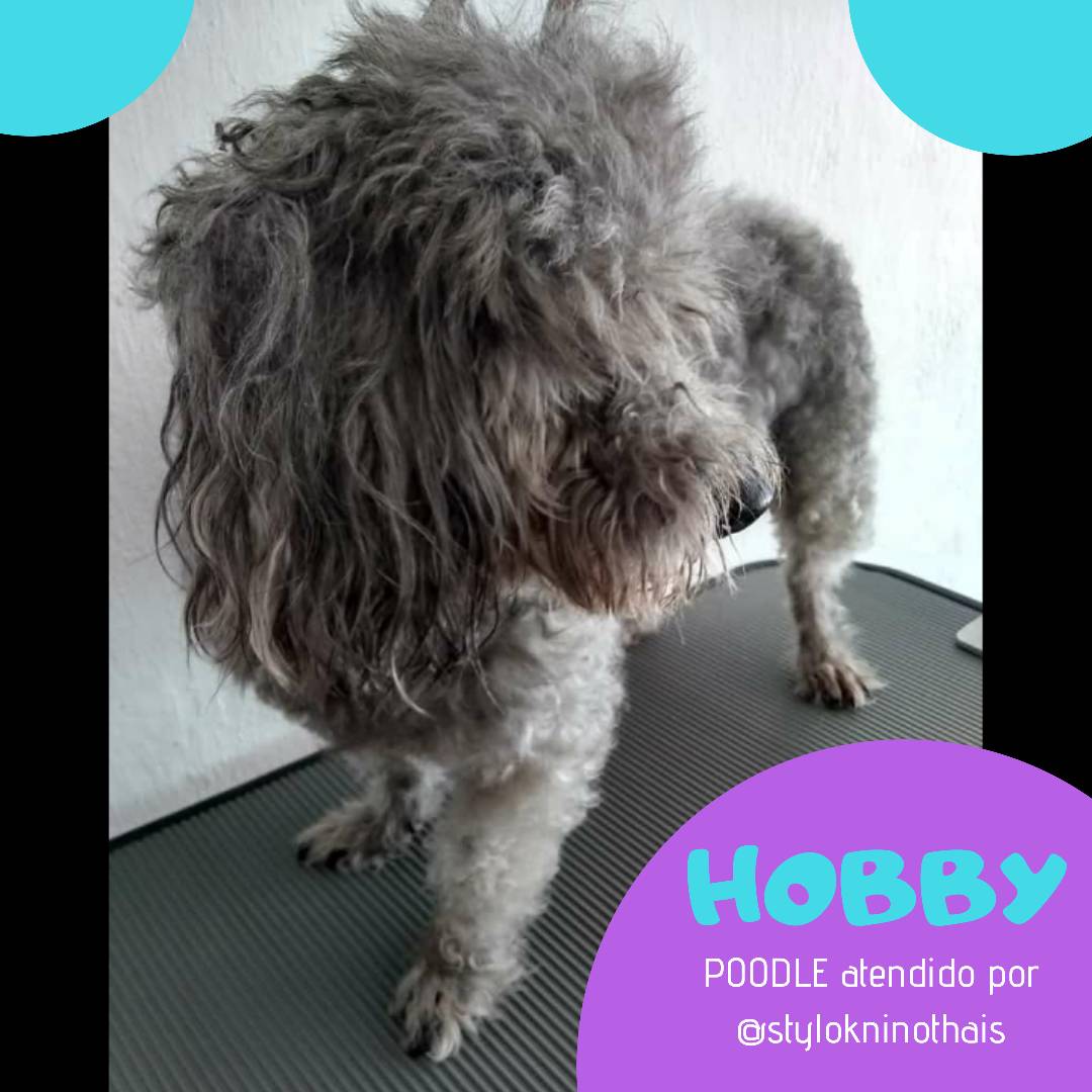 stylokninothais's tweet photo. ❤️HOBBY❤️
Listo el #bebe para pasear con su #familia👨‍👩‍👧‍👦 gracias al servcio de su estilista canino Thais Salcedo
Contáctanos: 📲04141276612/04242728665

#petsgrooming #doggroomer #peluqueriatucasa #venezuela #mascotasconestilo #dogstyle
#doglovers #lovepets #amazingdog https://t.co/W37JILpzGp