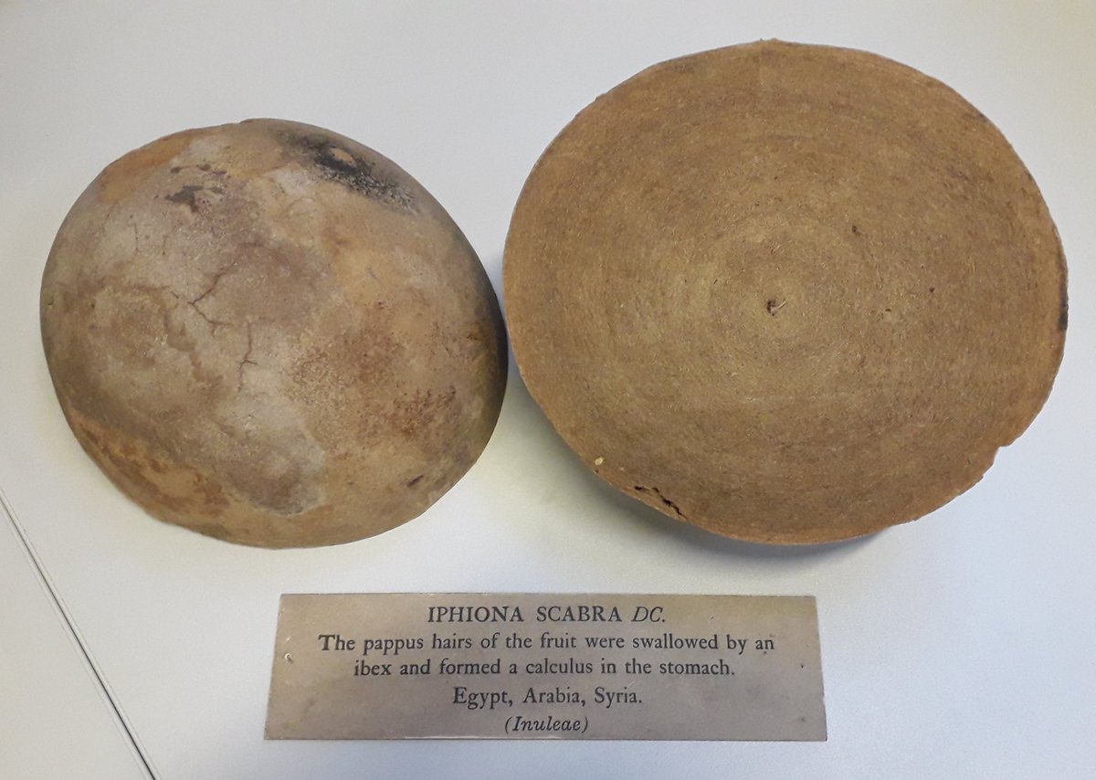 NHM_Botany's tweet photo. The label on Capt. Waring's #herbarium specimen of Iphiona scabra describes the 'seeds' (fruits) as having 'the appearance of a tiny shuttlecock'. A specimen in the #carpological collection gives a start reminder of the danger of eating too many of them... #botanicalcuriosities https://t.co/PNv5BxvBDu