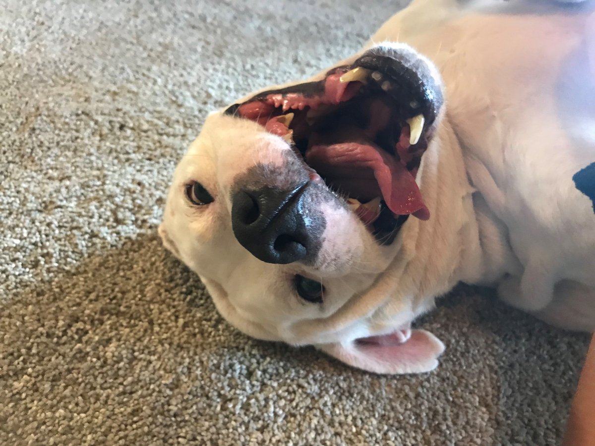 SoJax's tweet photo. Time for another #SOJAX pup spotlight for #MakeADogsDay. Hunky Elliot is 8 years young, house-trained, walks well on a leash, knows basic commands, &amp; is full of cuddles &amp; love. He's great with other dogs &amp; cats. Want to meet him? Email events@jaxhumane.org. #SOJAXGivesBack https://t.co/vrh9C9rGL9