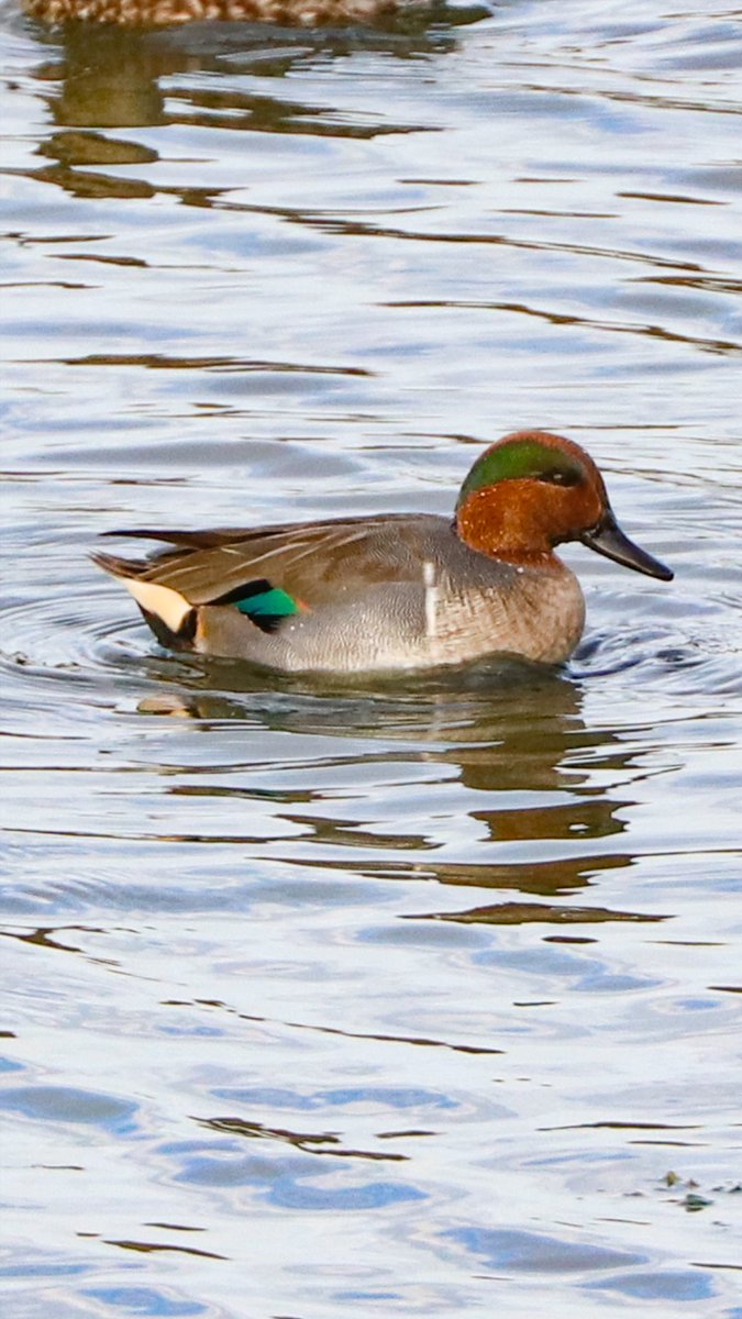 Green-winged Teal at North Cave Wetlands today
