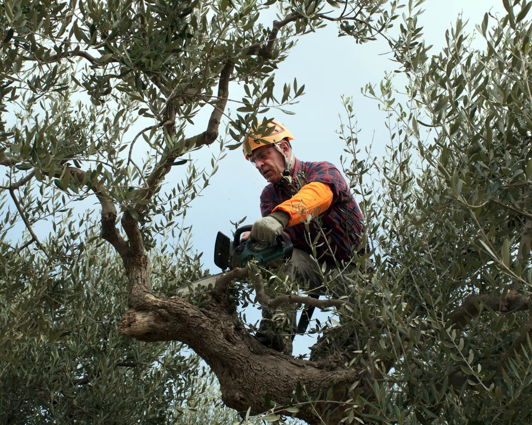 MarsamTree's tweet image. Have you #followed us on all our #socialmedia channels? Be sure to check out our #website for all the most #uptodatelinks, and #showyoursupport with a #like, #comment, or #share! Give Us A Call at # (828) 266-0397 today! #StumpRemoval #TreeTopping #Ard ... bit.ly/2TTTHOS