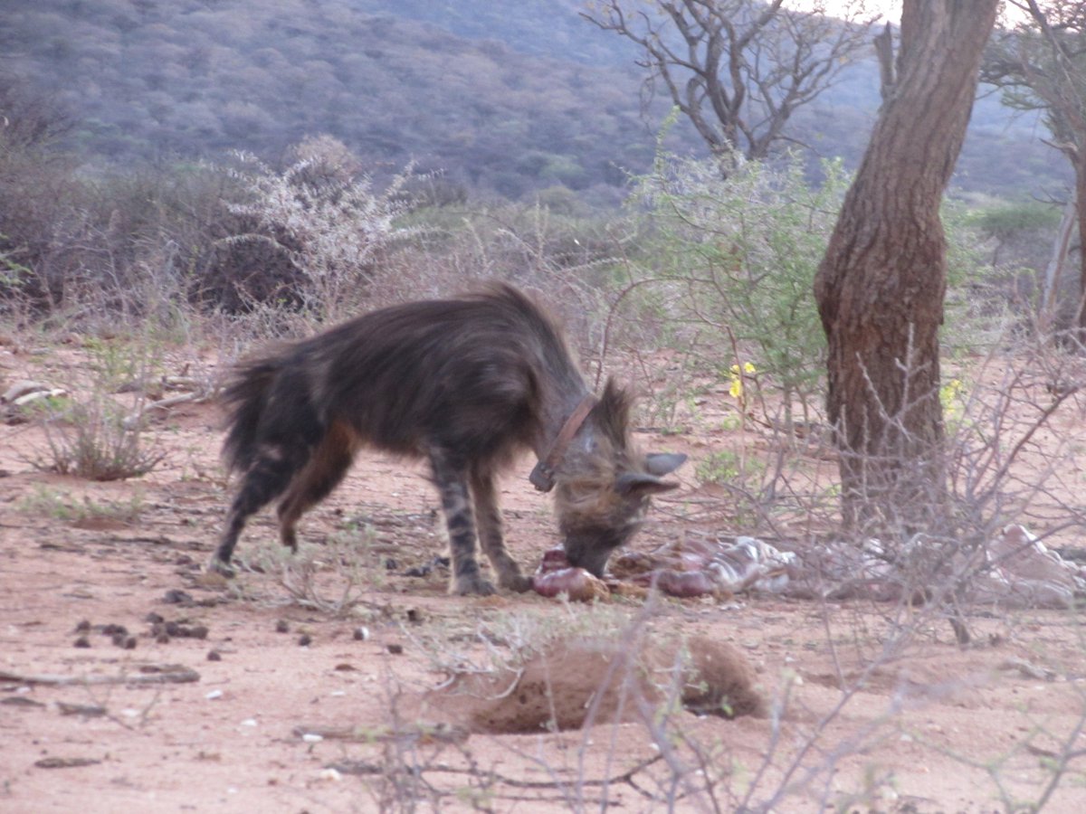 Sarah Edwards (@_sarah_edwards) on Twitter photo Tonight's free darting attempt for a specific female brown #hyaena foiled by our nomadic male turning up at the bait...and eating it all. Nice to see an old favourite though
<a href="/africat_namibia/">AfriCat Foundation</a> <a href="/OkonjimaNamibia/">Okonjima Namibia</a> #Namibia Tonight's free darting attempt for a specific female brown #hyaena foiled by our nomadic male turning up at the bait...and eating it all. Nice to see an old favourite though
<a href="/africat_namibia/">AfriCat Foundation</a> <a href="/OkonjimaNamibia/">Okonjima Namibia</a> #Namibia