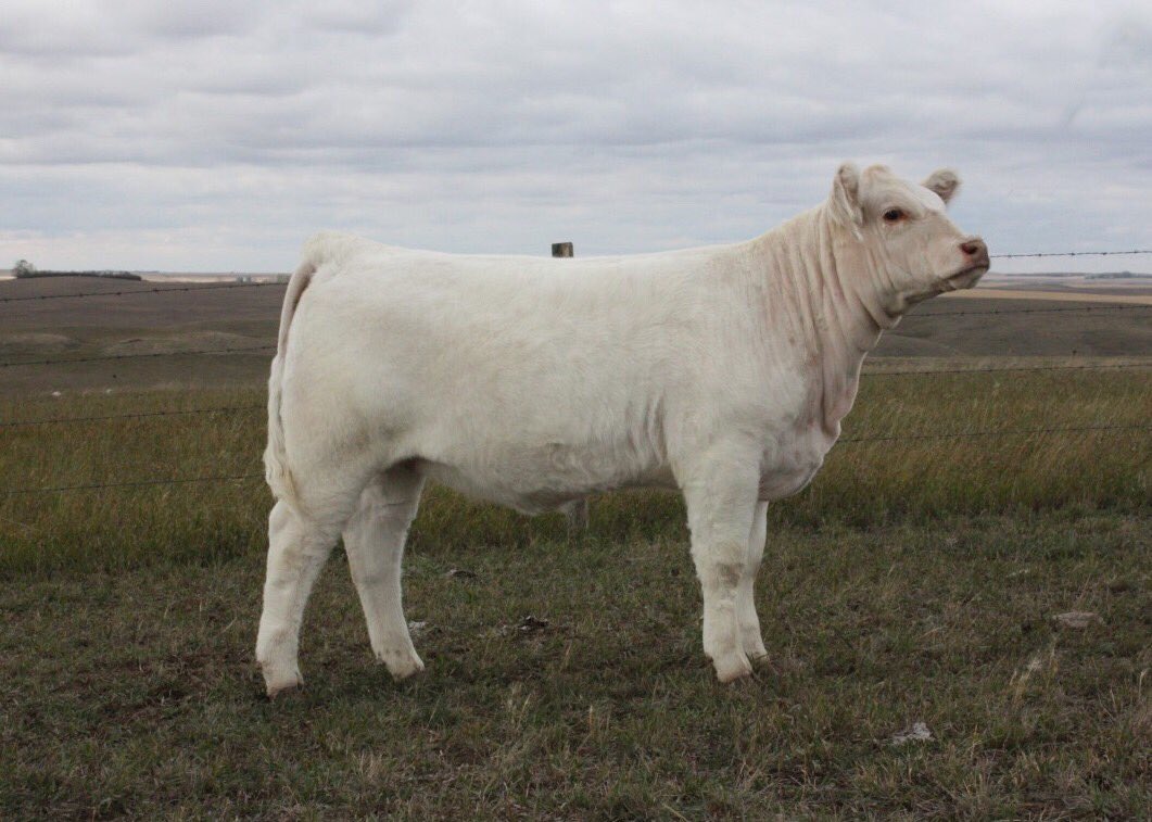 Kody Meier (@7kody) on Twitter photo Check out these beauties in the <a href="/Agribition/">Canadian Western Agribition</a> charolais sale catalog! issuu.com/t-bar-c/docs/c… Check out these beauties in the <a href="/Agribition/">Canadian Western Agribition</a> charolais sale catalog! issuu.com/t-bar-c/docs/c…