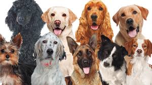 FaucetWortex's tweet image. the doges that people want // the ones that I want