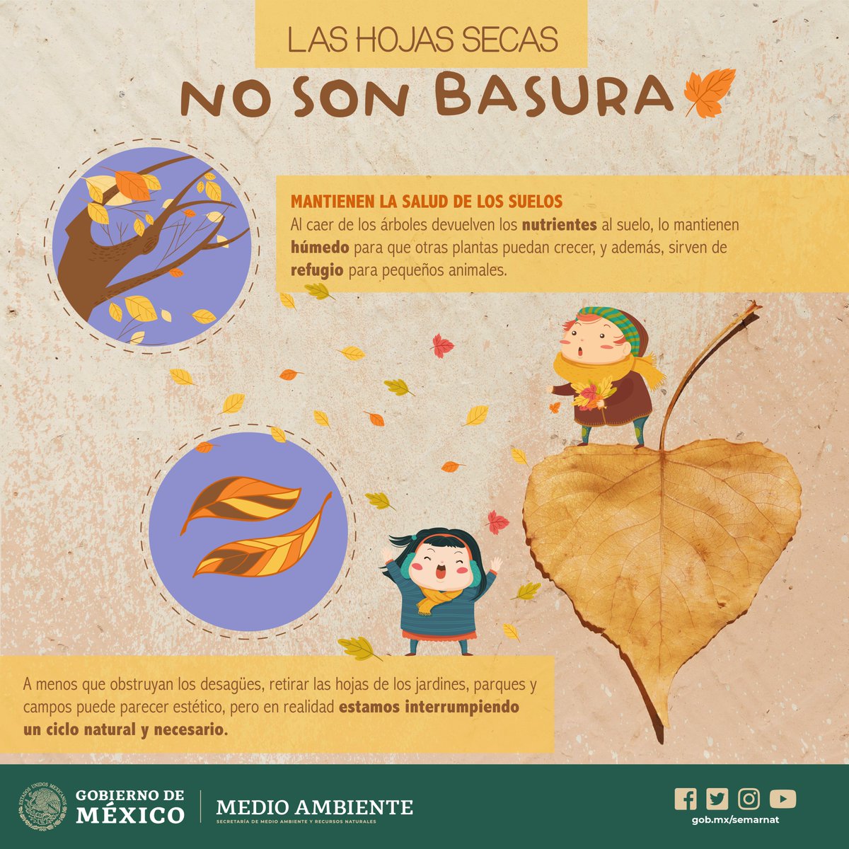 SEMARNAT_mx's tweet photo. ✨ Las #HojasSecas no son basura, mantienen la salud de los suelos. 🍂🧡🍂🧡🍂🧡

Al caer de los árboles devuelven los nutrientes al suelo, lo mantienen húmedo para que otras plantas puedan crecer, y además, sirven de refugio para pequeños animales. 🍂🤗🌺🐛🌱 https://t.co/n9trM45ThB