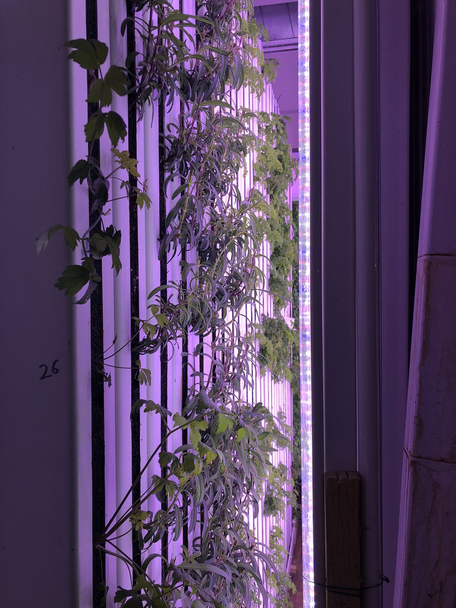 Merci <a href="/Champerche/">Champerché</a> de nous avoir accueilli avec @Fadoua_Qachri1 dans votre ferme de #Paris16 et pour les échanges sur les nouvelles méthodes d’agricultures urbaines via la #Bioponie l’avenir de nos villes passent par ces méthodes #Inspirant cc <a href="/mounir/">Mounir Mahjoubi</a> <a href="/annelemore/">Anne Le More</a> <a href="/CClimatique/">Changement Climatique</a>