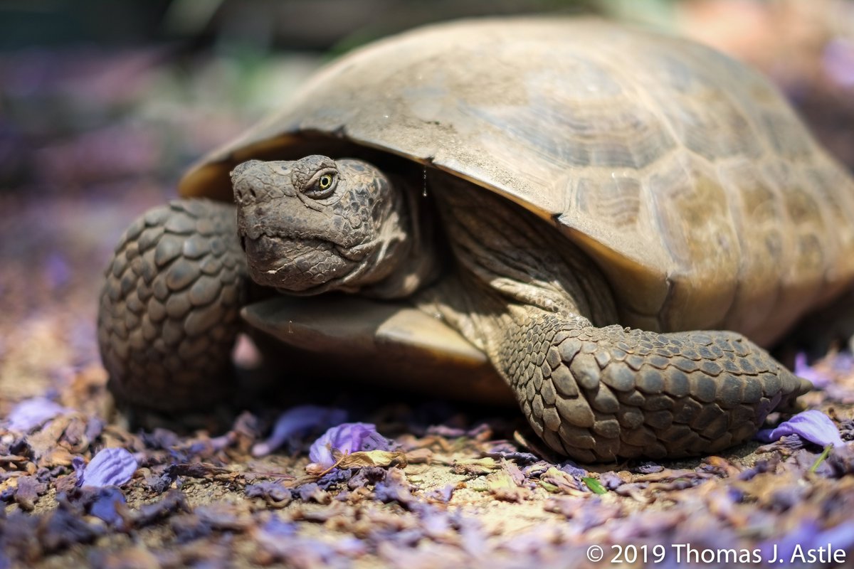 Thread: Several people have asked about captive-bred desert tortoises, and years ago, before we were told that captive breeding is now discouraged,  #Eddiethetortoise did have a lady friend, Mo. Mo was legally adopted through the Cal. Turtle and Tortoise Club. Here she is: