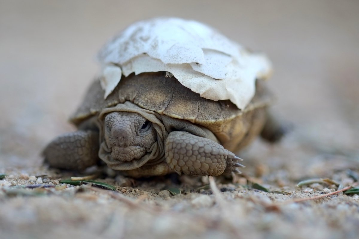 The eggs always hatched in October, around the time adults go underground for the winter. We'd be out in the yard and suddenly spot these adorable ping-pong balls walking around. Baby torts are SUPER cute. Here's one not all the way out of its egg yet: