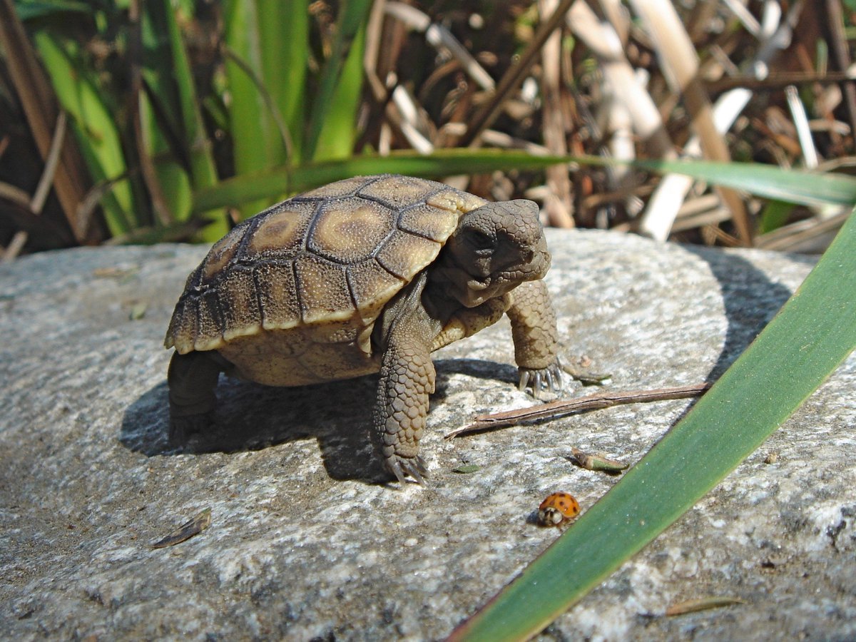 ...but a wild tort living on the edge in a tough desert environment might not be able to fight off the same infection that a captive tort tolerates just fine.