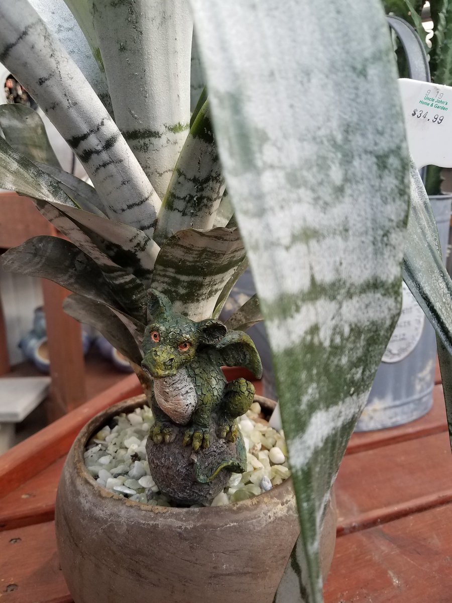 unclejdigsdirt's tweet photo. #shoplocal this October for fun planters like this guy AND check out our Halloween merchandise for 30% OFF! #Halloween #dragon #arrangement #custom #floral #cute https://t.co/HSIWcT75QD