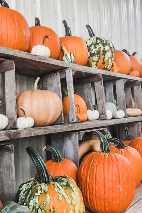 livelibertyapts's tweet photo. Are you in need of some fall fun AND decor? Clark's Elioak Farm in #EllicottCity has you covered. Open daily from 10am to 5pm, you can take a hayride to the pumpkin patch to find the perfect pumpkin to bring home 🍂🎃
📷: Clark's Elioak Farm on FB
#PumpkinPatch #FallFun https://t.co/JpYSAohN8A