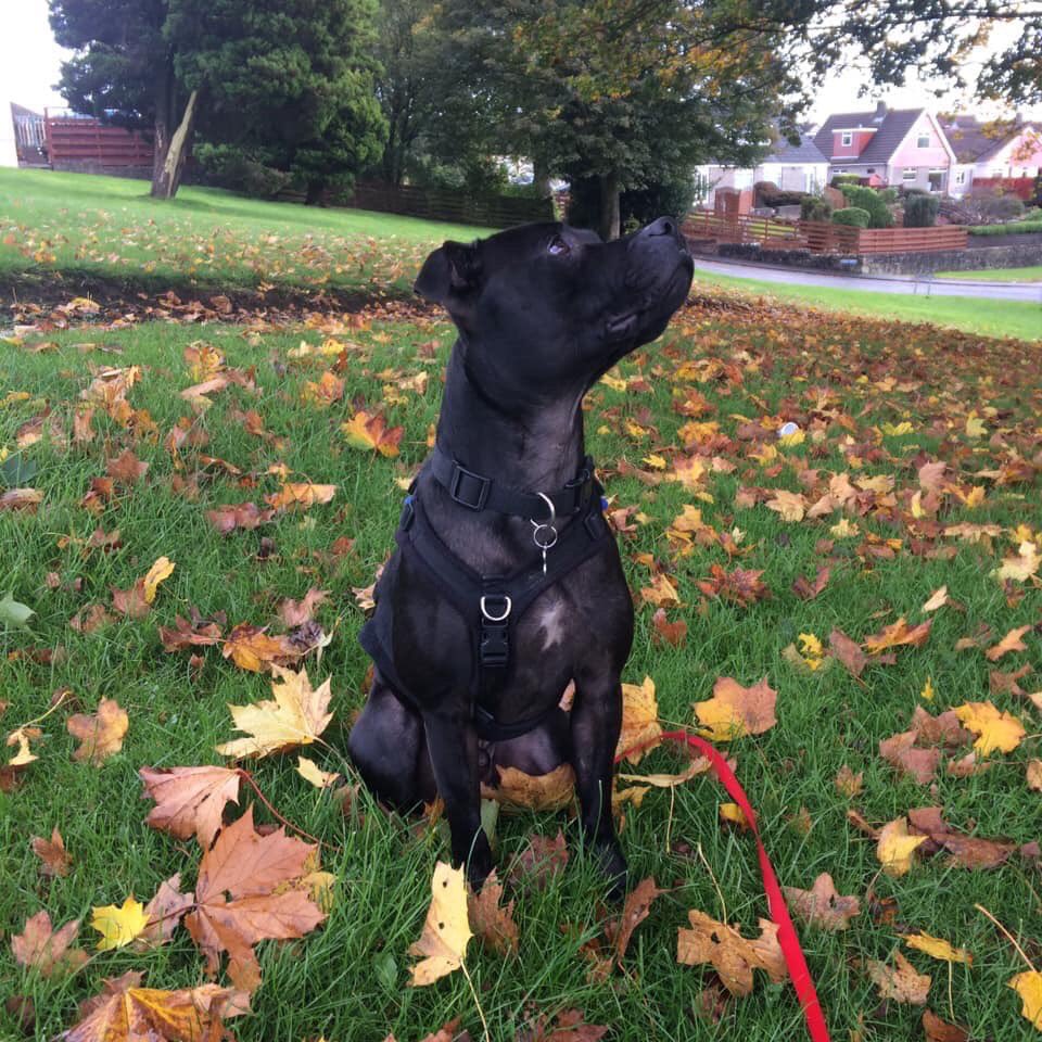 Staffordshire Rescue tweet media