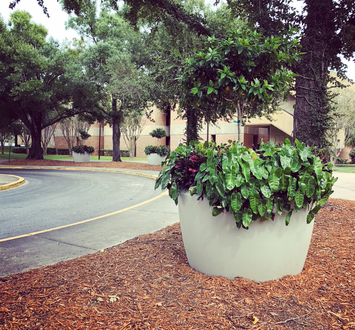 TerracastPro's tweet image. Our Brooklyn Planters were used to beautify the #valencialcollege campus!😍 Its robust and tapered body is a space changer at 5 feet across and 40&quot; tall! 🙌 #campusbeautification #beautificationprojects #landscapedesign #commercialplanters #collegelandscaping