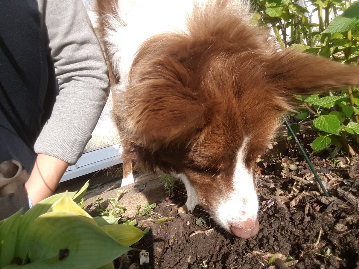 BorderCollieRed's tweet image. I did some gardening today 🌱🌷🌱🌷 #bordercollie #mydog #mydogiscutest #bordercollies #redbordetcollie