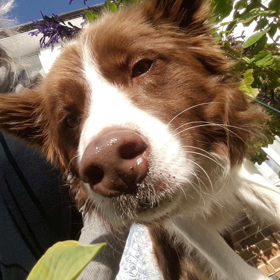 BorderCollieRed's tweet image. I did some gardening today 🌱🌷🌱🌷 #bordercollie #mydog #mydogiscutest #bordercollies #redbordetcollie