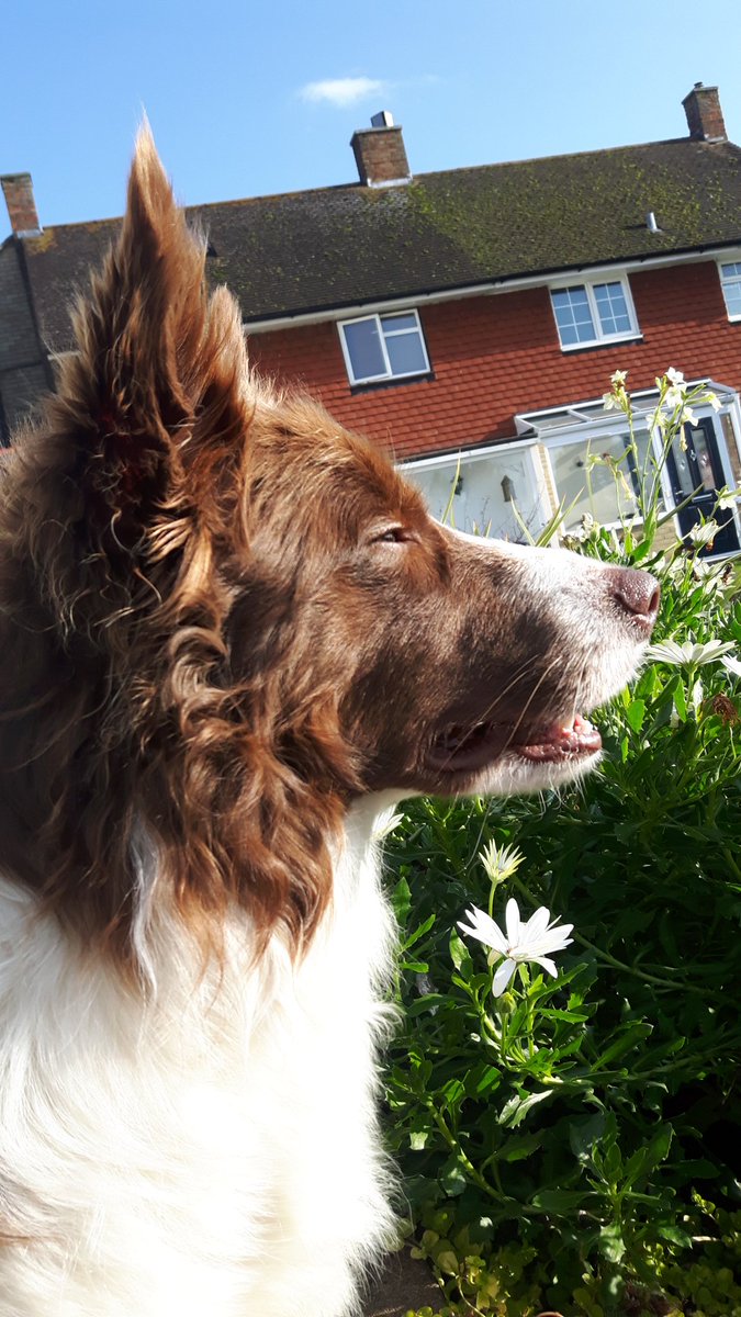 BorderCollieRed's tweet image. I did some gardening today 🌱🌷🌱🌷 #bordercollie #mydog #mydogiscutest #bordercollies #redbordetcollie