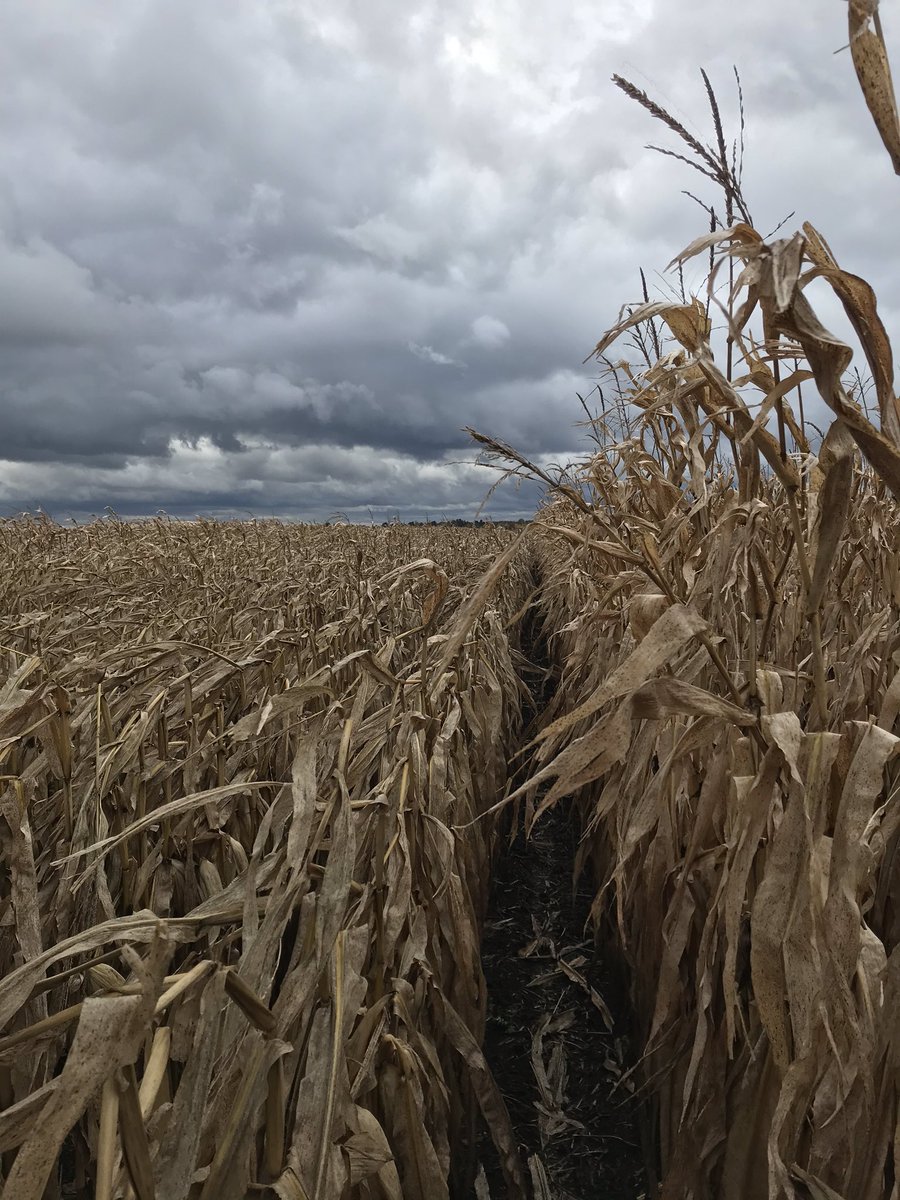 JoeTimmer6's tweet photo. Pioneer on the right and DeKalb on the left. Just another example of the Pioneer plant health difference. https://t.co/W2hYak8eyk