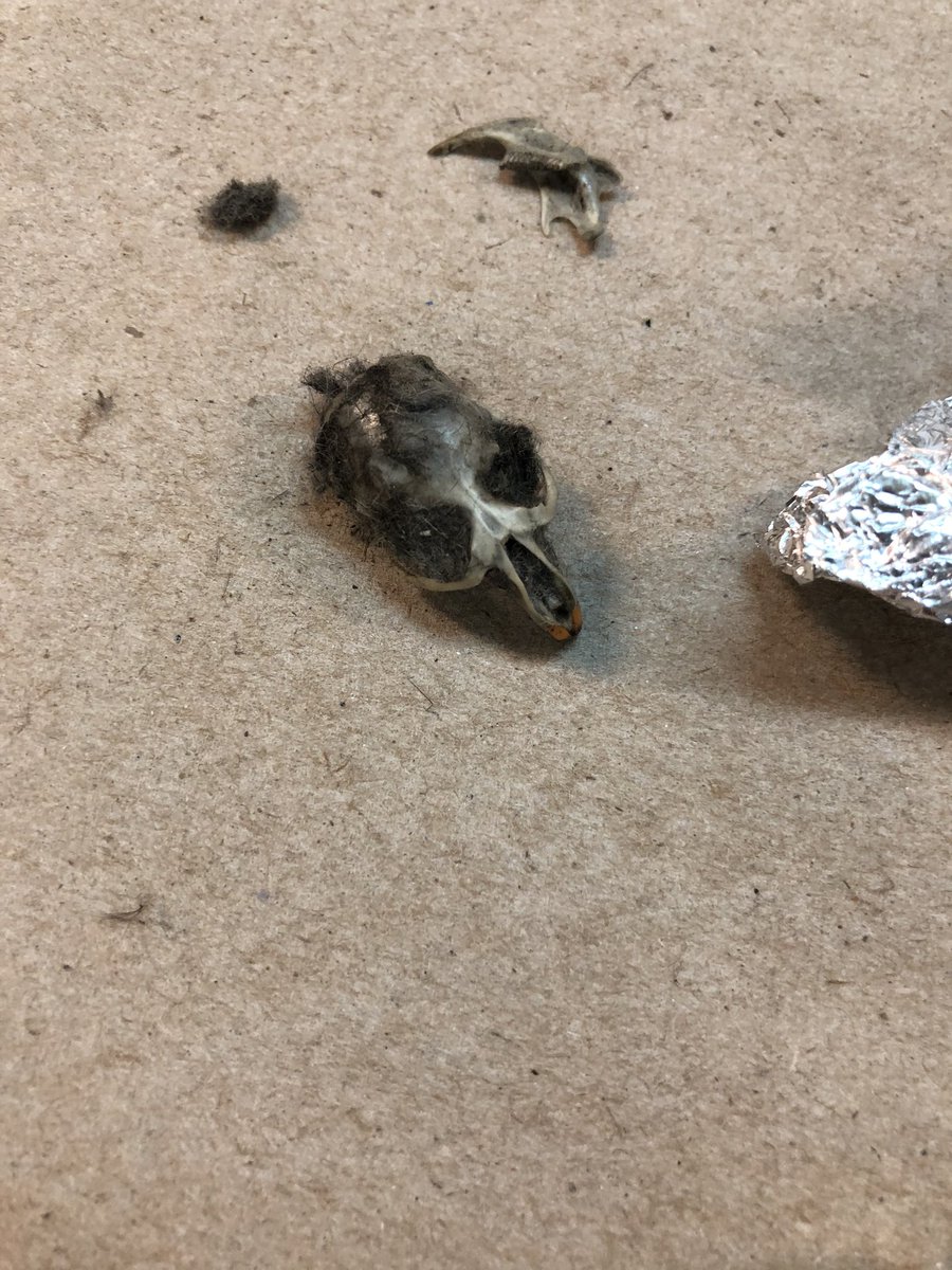 3rd grade paleontologists dissected owl pellets to dig up real bones! 🦉🔍