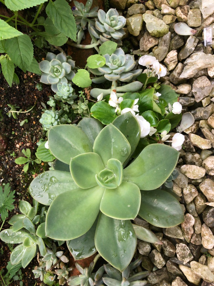 Twitter पर カブトガニジョン 雨ざらしは 多肉植物を巨大化する Rainy Weather Makes Succulent Huge 多肉植物 Succulent 地植え Ground Planting