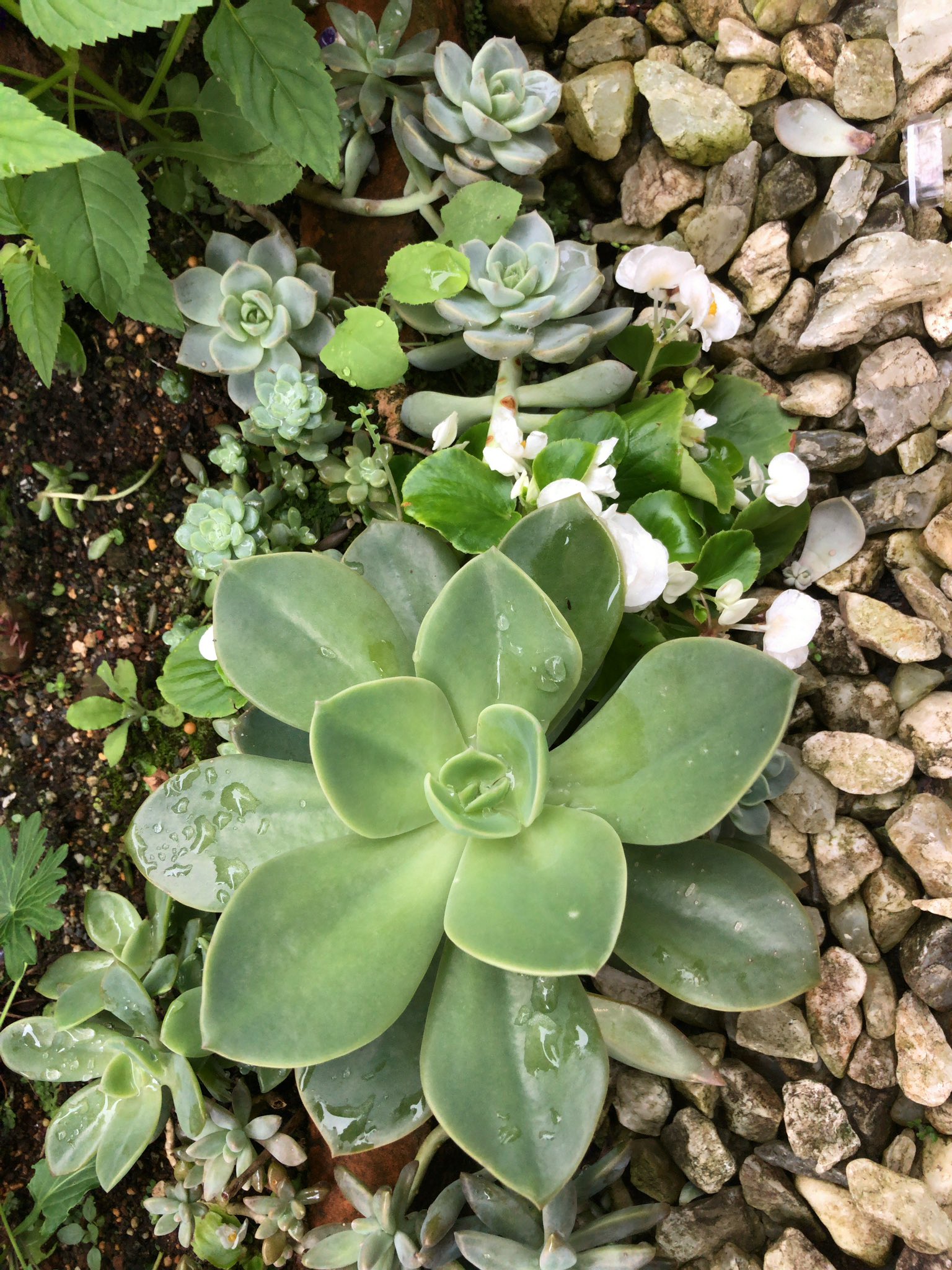 カブトガニジョン 雨ざらしは 多肉植物を巨大化する Rainy Weather Makes Succulent Huge 多肉植物 Succulent 地植え Ground Planting T Co Rslojs5zx8 Twitter