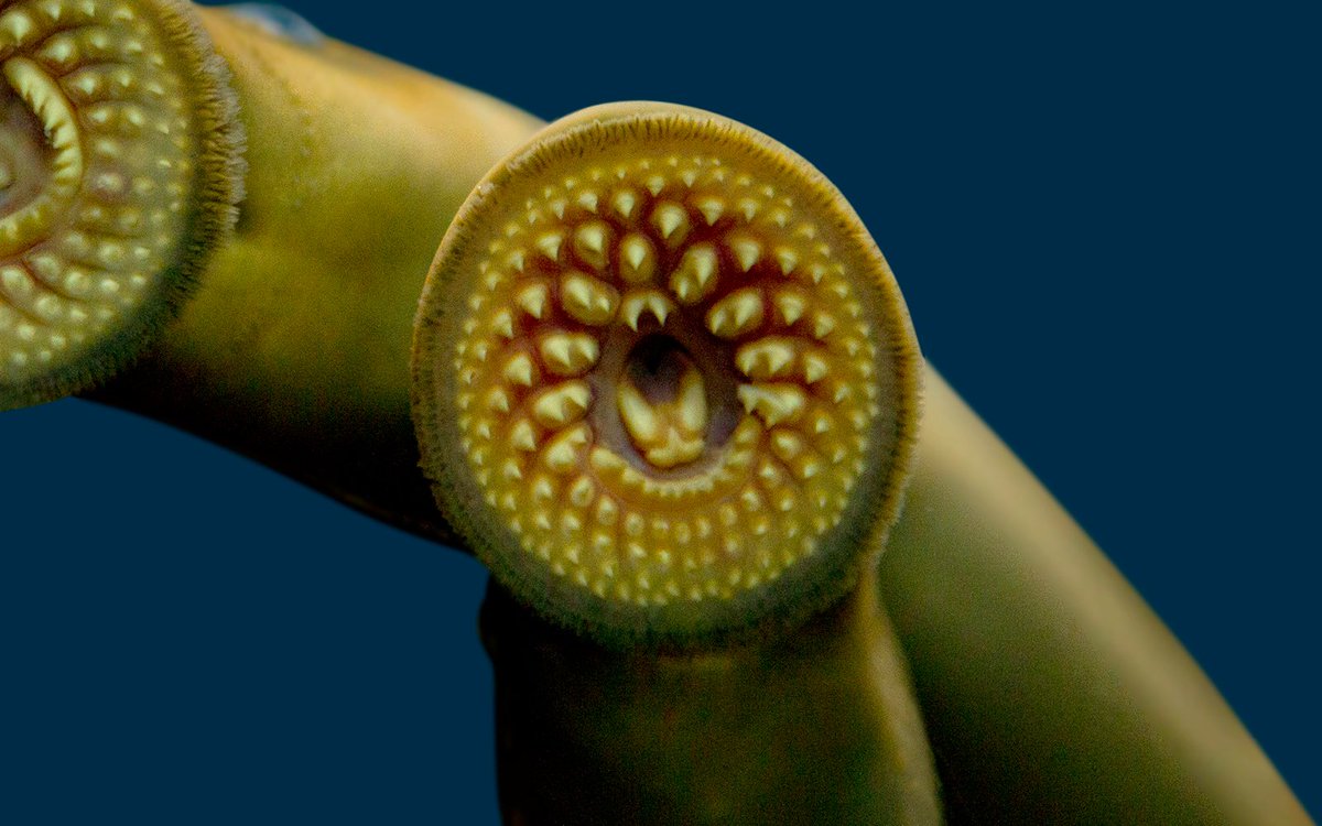 Shedd Aquarium tweet media