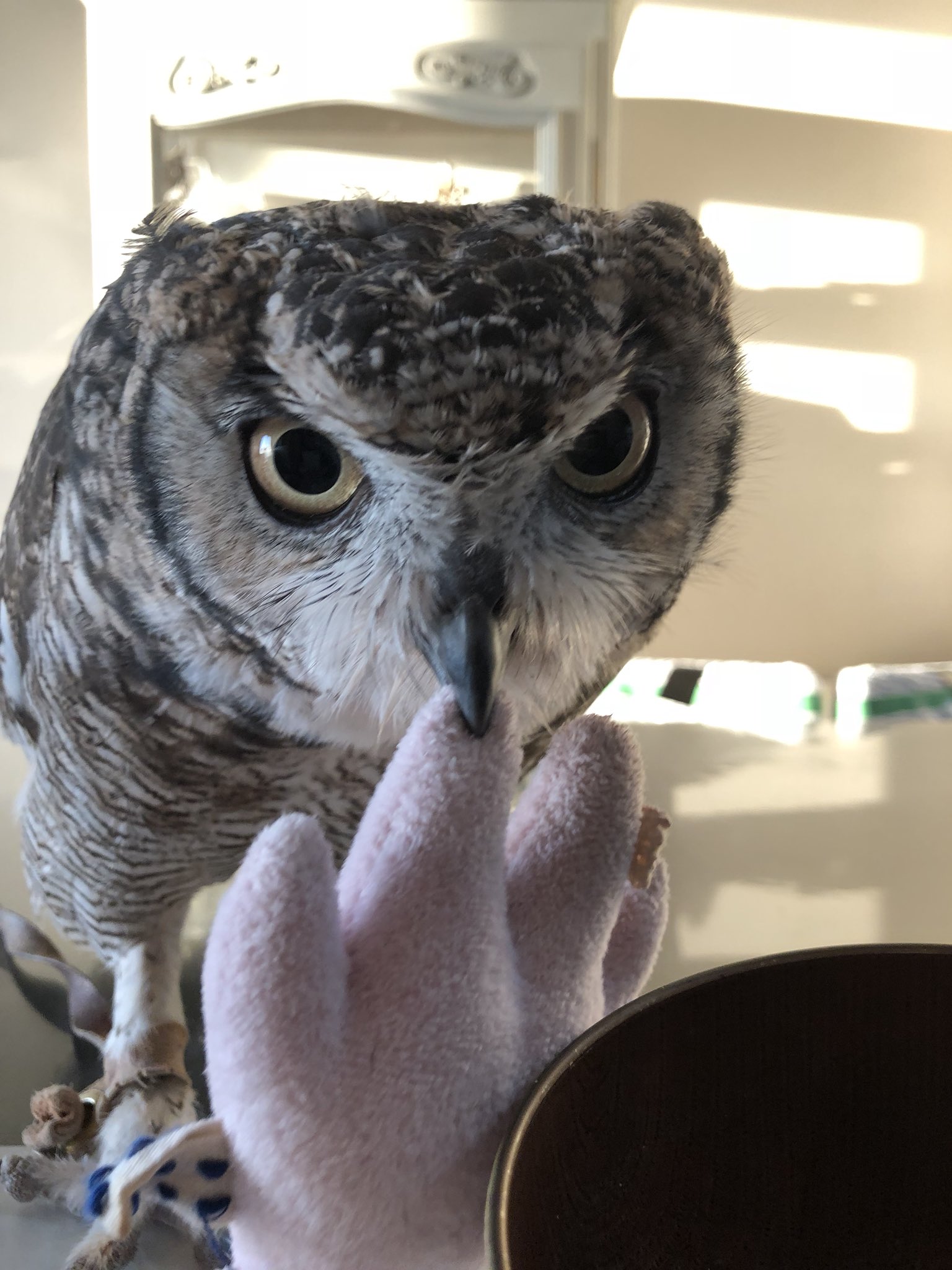 いつでもフクロウ Owlowl All Twitter