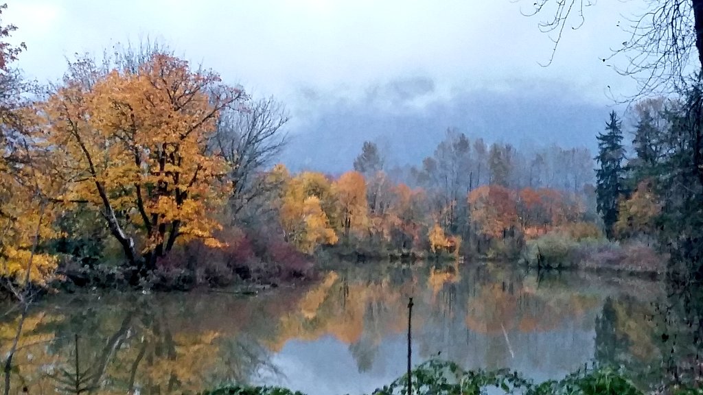 The trees putting on a show in the Snoqualmie valley, as the river crests...
(And this is an overflow channel.)
#fallcolors #trees #snoqualmievalley #flooding 
#wawx @ScottSKOMO @Havenlust @Walter_Kelley @marcigeller @NoCheapThrill @ginafrenchmusic