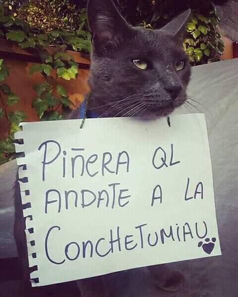 monitapaxin's tweet photo. #PiñeraRenuncia https://t.co/xcdkpp95pj