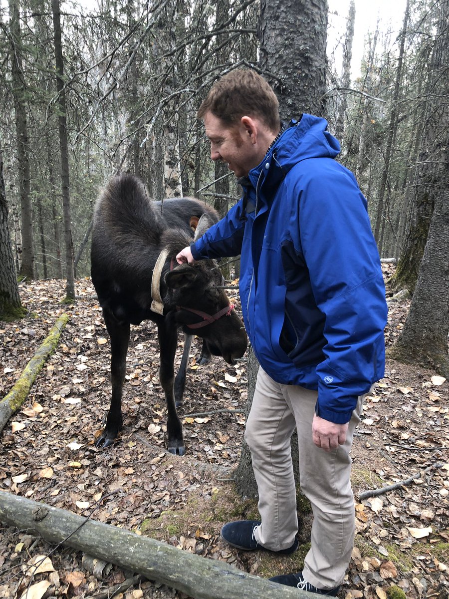 Got to pet a moose! @Mammalogists  @MammalMeetings #asm2020 #imc13