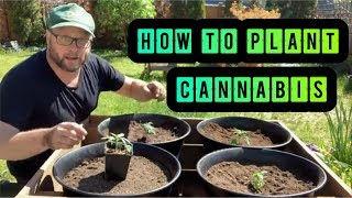 Step by Step How to Plant Outdoor Cannabis
gardeningpure.com/step-by-step-h…