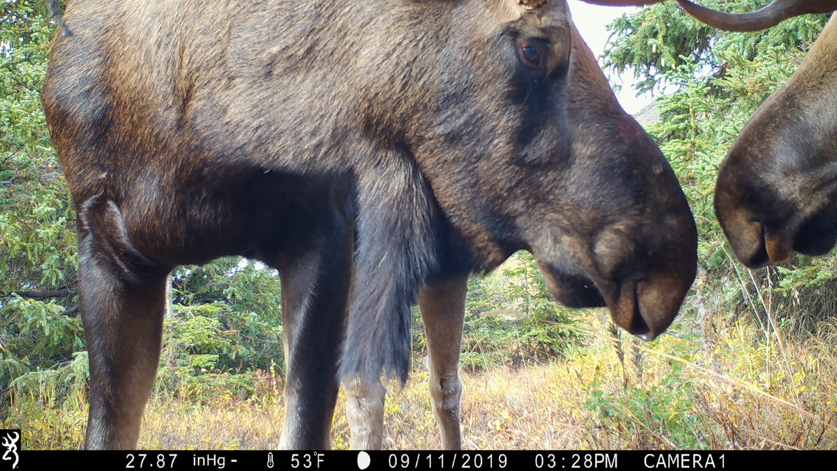 akkingon's tweet photo. Another game camera picture: Two bull moose sizing each other up. #BrowningTrailCamera https://t.co/8VE45OGkql