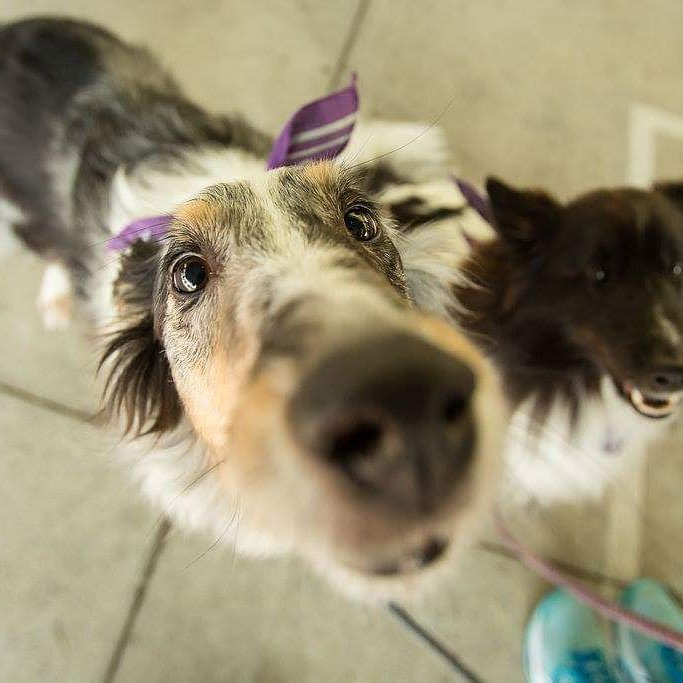 LVCRelay4Life's tweet image. 5️⃣more days until Bark which means there's only five more days to register online or donate before the event starts!
Link in bio!
.
.
#LVCBarkForLife #AmericanCancerSociety #acs