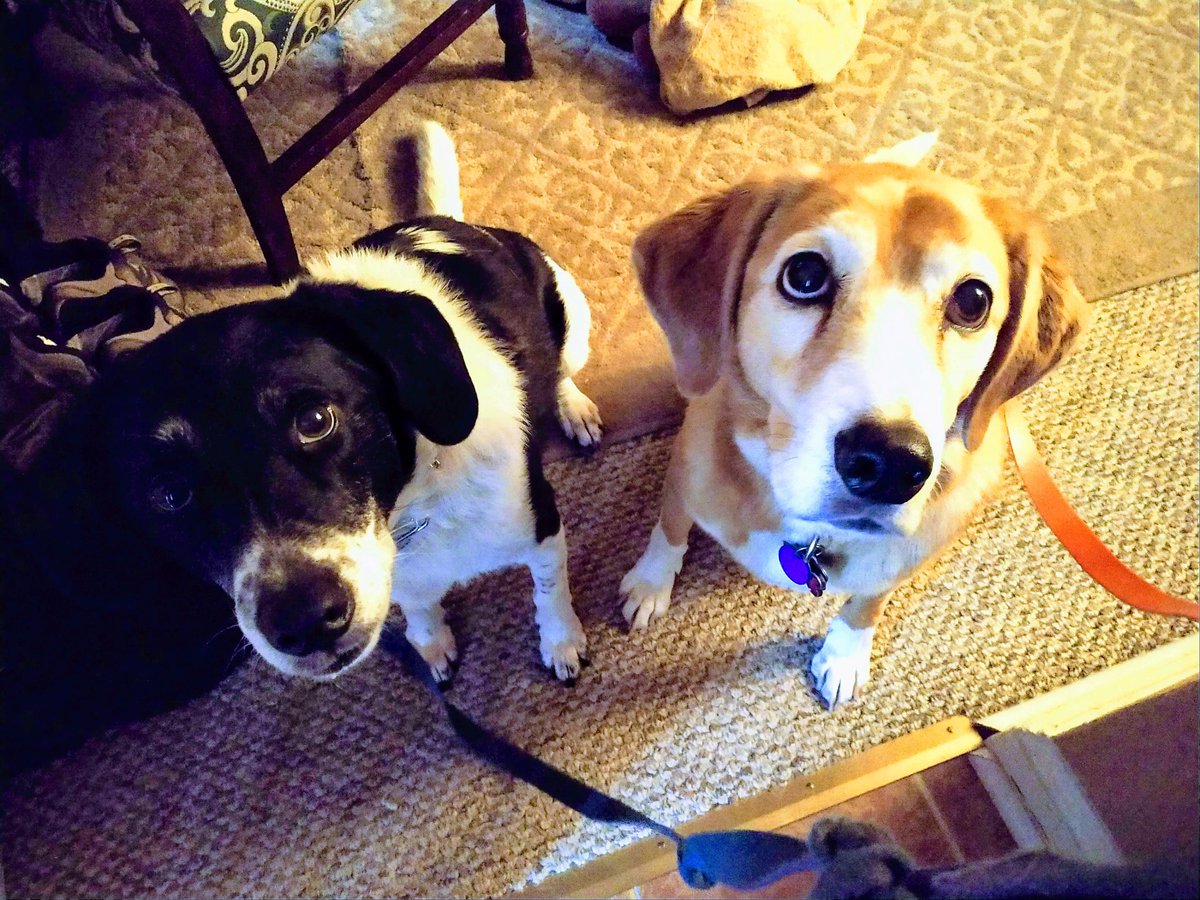 Paintbrush_Tail's tweet photo. Hello. We're ready. Are you?
#walkready #dogfriends #whatrain
🐶🐶
@IngloriousDogs @dogcelebration @dogandpuplovers @puppy_snuggles @timalawson https://t.co/DdPmyQNjRd