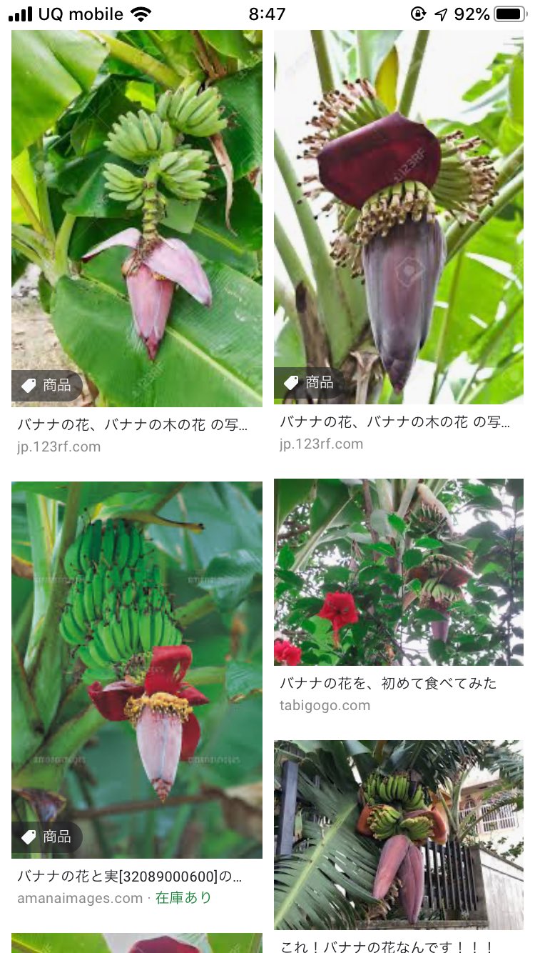 Djコミュニティ改められtsm これがバナナの花 確かに使徒っぽい Ij954 T Co Stt1bbswpd Twitter