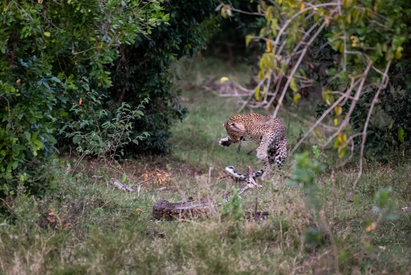 Linda Atieno Owino on Twitter: "Epic Ƅattle Ƅetween Leopard and Python at Angaмa Mara, Kenya. Pic: Mike Welton. #TeмƄeaKenya @AƄƄeyScott16 @NajiʋuniaUkenya @theresjenn @YYonnette @theNjiiris @louisa1000 @KiмbrCat @payus_… https://t ...