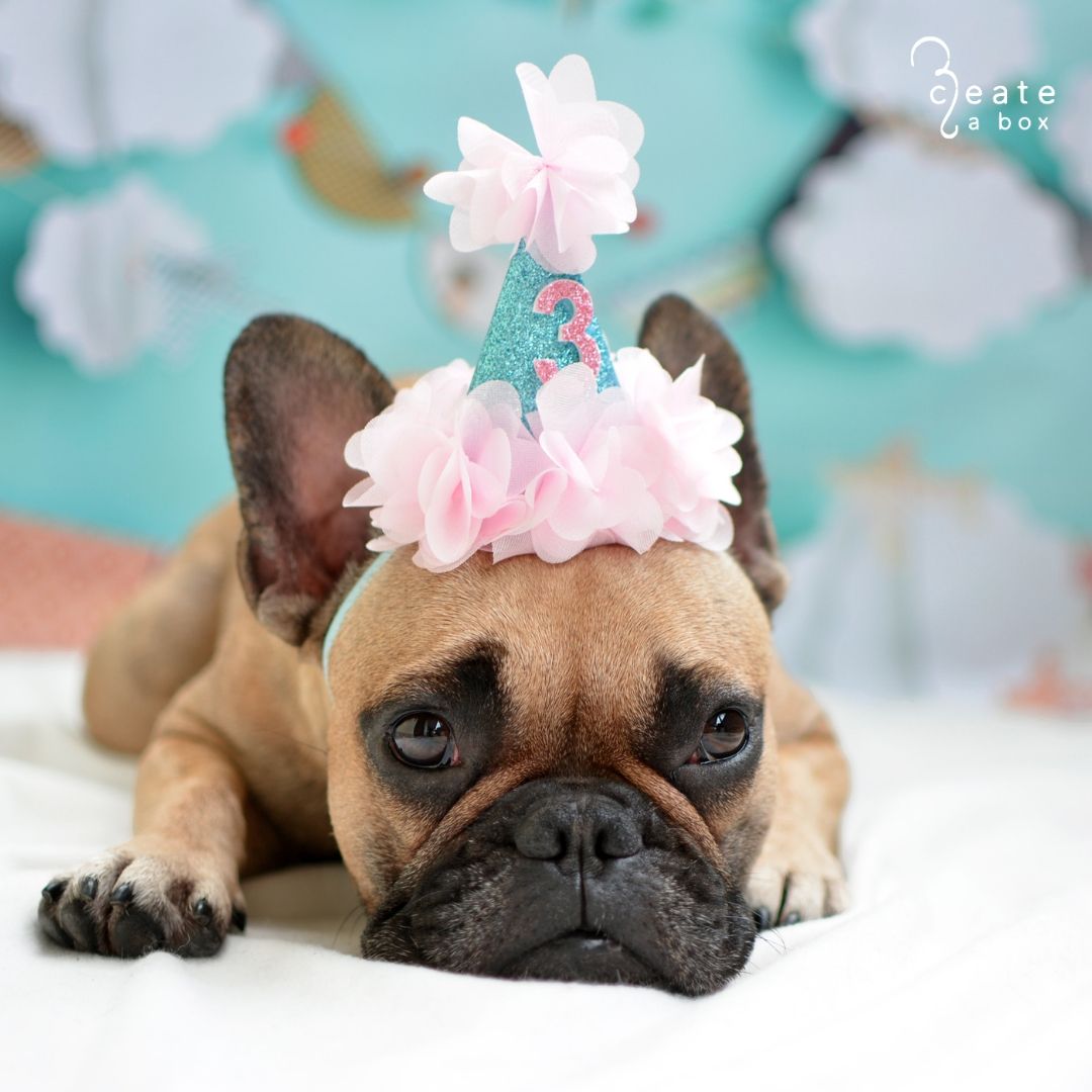 Createaboxny's tweet photo. Party planning can be ruff. It’s time to call Create A Box! We specialize in everything party design from birthday parties to corporate events. Let’s start planning yours today! 🎉🎀🎊#partydesign #partyhats #birthday #bday #birthdayparty #frenchbulldog #frenchie #dogsofinstagram https://t.co/IEAeQCeZI6