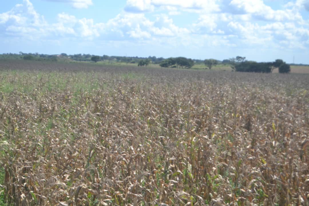 ¡ESTAMOS HACIENDO HISTORIA!

Hoy iniciamos la cosecha  con una cifra récord de 4500 hectáreas de maíz amarillo para semilla variedad INEA 7, lo que corresponde al 86% de la producción nacional.

#ProducirEsVencer

#EnCuerpoYAlmaPorGuarico 

#MotoresProductivosDePaz