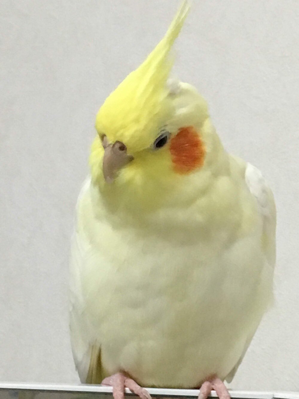 Yu Yu Twitter