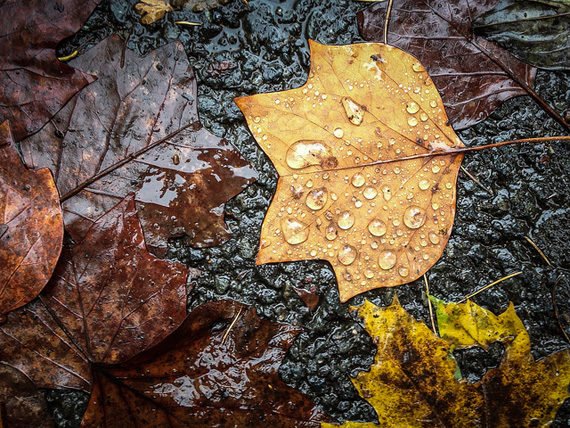 terrinakamura's tweet photo. Tips for Photographing Autumn Colors https://t.co/P7rMZwhXgW #PhotographyTipsTutorials https://t.co/IFZwYiDT2N
