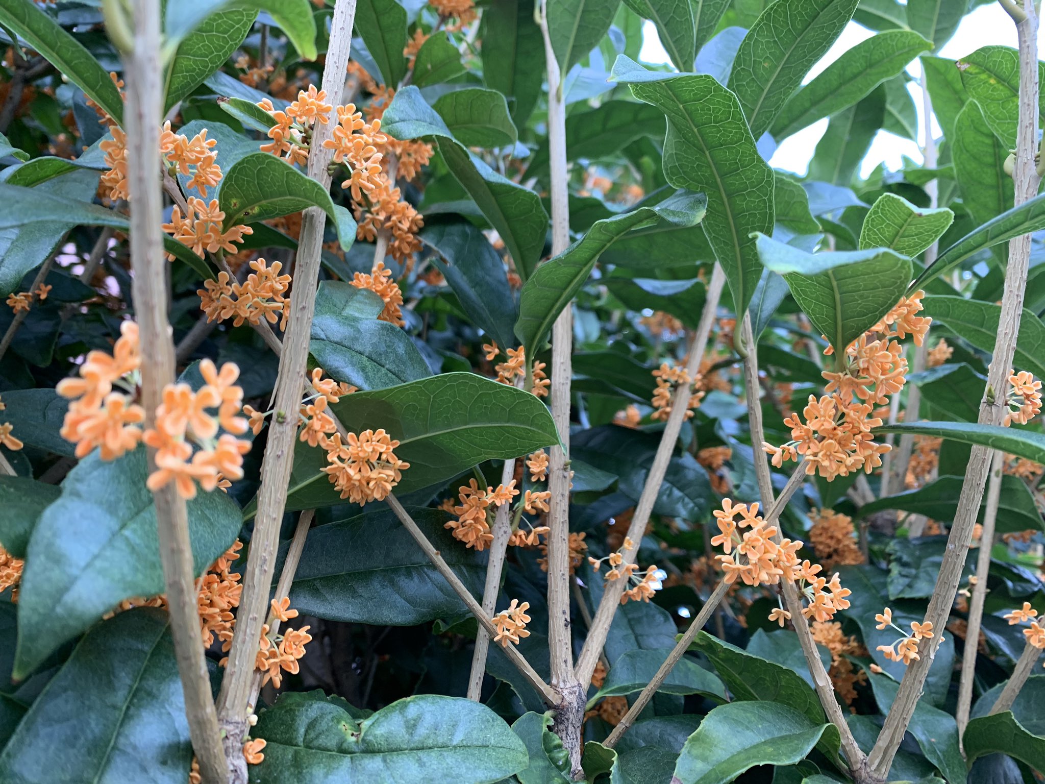 Coco美漢方 田中 友也です 金木犀の甘い香りが秋を感じさせてくれますね 金木犀香りには リラックス効果 鎮静効果 抗不安効果 アンチエイジング ダイエット効果 などがあると言われます この時期は香りを楽しみましょう 香りが苦手な方は