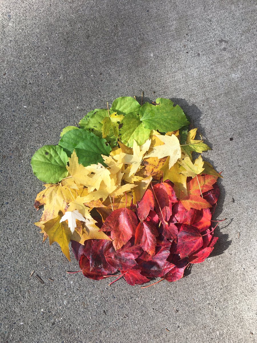 ms__keller's tweet image. Fall action break success! Autumn leaves colour gradient. Give it a try before the leaves are gone! #adst #teachart #westvaned