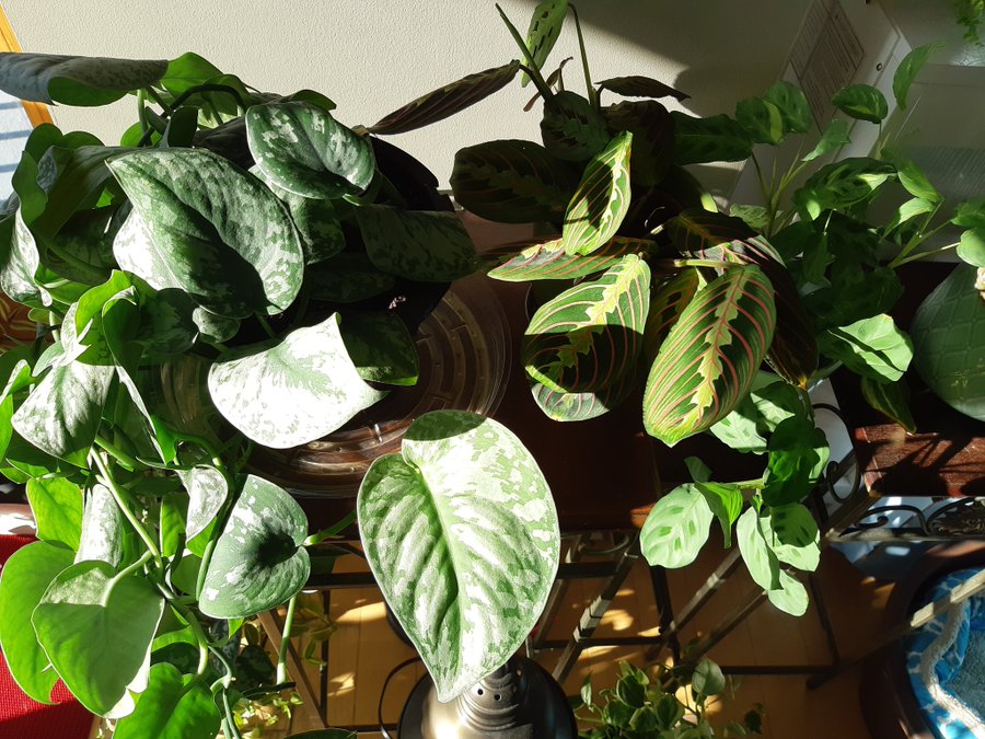 Grouped indoor pictus exotica with pothos plants