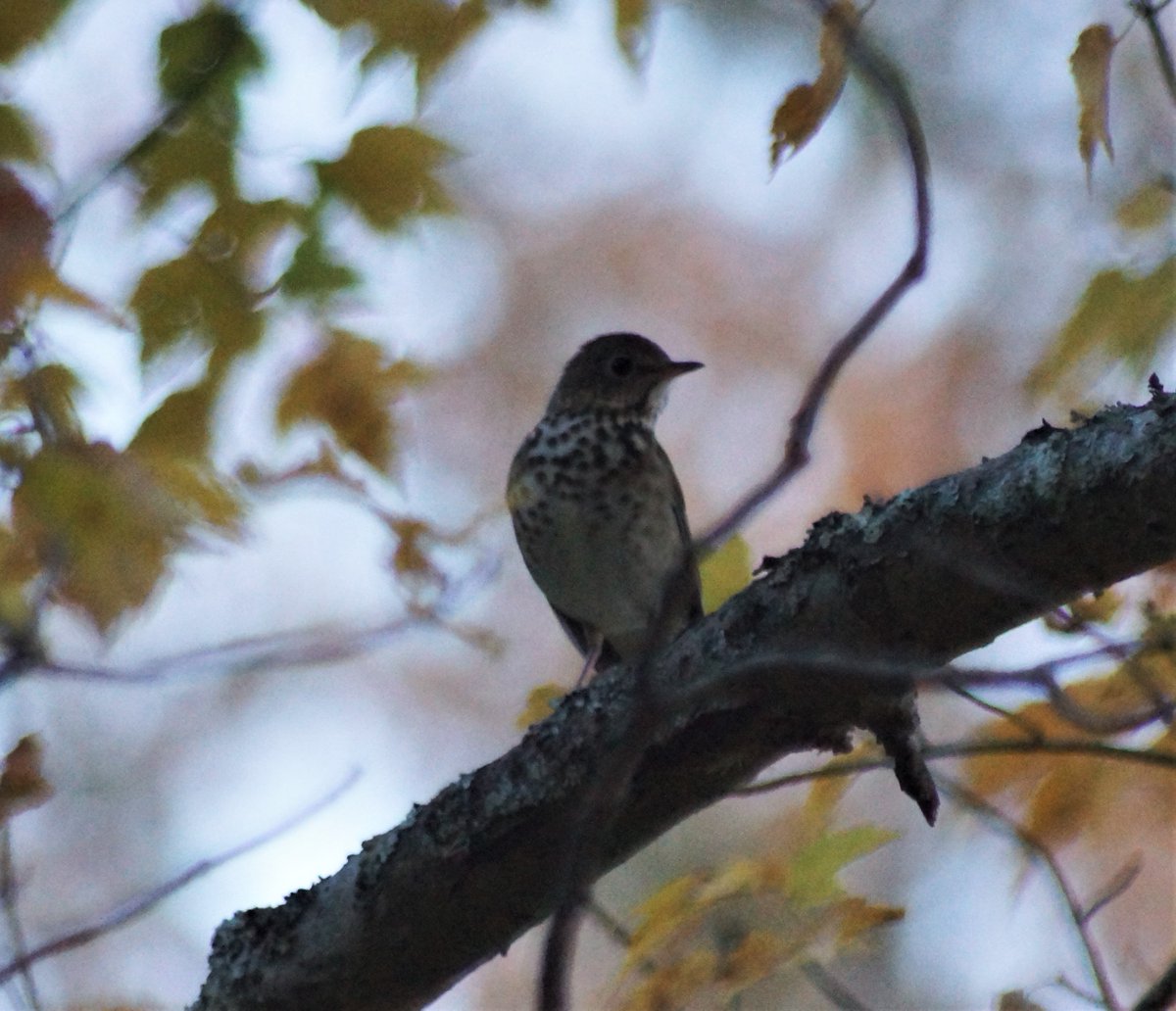 Pachaug Forest is swamped in songbirds including many juveniles this weekend, I heard some from this group cackling like robins and this one I lean towards juv. American robin but it's a close call for HT <a href="/CTAudubon/">CTAudubon</a> <a href="/PachaugFriends/">Friends Of Pachaug Forest</a> #thrushes 
19 Oct. 18:00