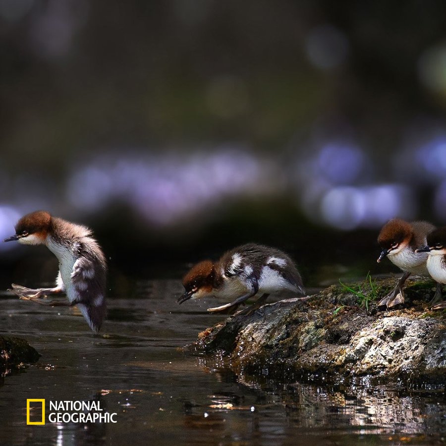 #NG오늘의포토

새끼 오리들이 처음으로 둥지를 떠나는 순간입니다.
⠀