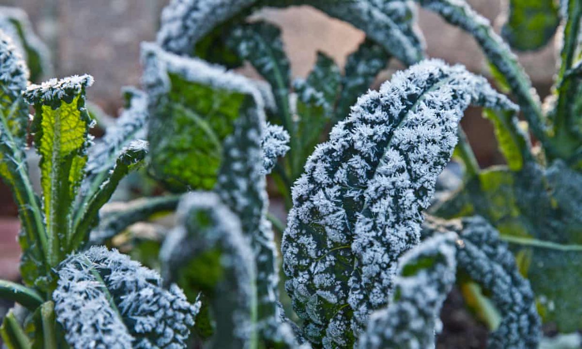 Kale leaves covered in frost. From the Guardian article. By Sagar Simkhada/Getty Images.