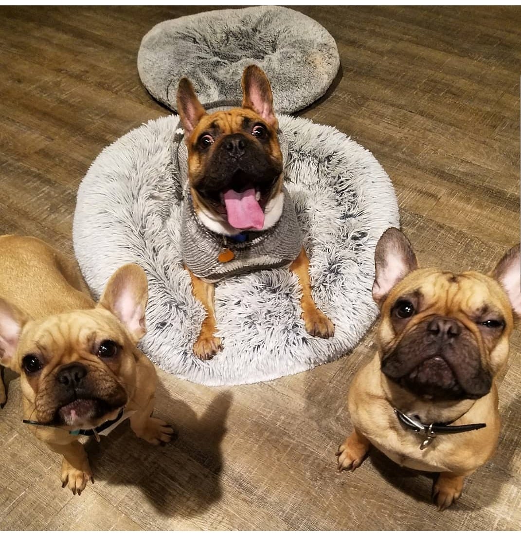 tiffanydamm's tweet photo. We all have that one friend 

https://t.co/dffjLwer0E 
#amourduchienfrenchbulldogs 
#hefner #hefthefrenchie #frenchiesofig #frenchiesofinstagram #francesbull #barkbox #frenchbulldoglovers #frenchbulldogpuppy #frenchiepup #frenchringsport #frenchring #frenchbulldog https://t.co/Cz2knV1Hb1