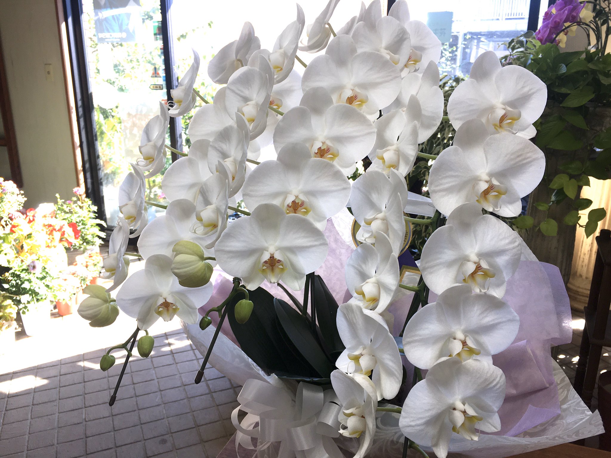 有花園 白ミディ胡蝶蘭 ロビンソン 今日は四十九日のお供えとしてご注文いただきました 最近では家族葬が増え 葬儀後に知ったと言う方も少なくありません そのため 四十九日や百か日に合わせて胡蝶蘭を贈る方も こちらのミディタイプは飾りやすく