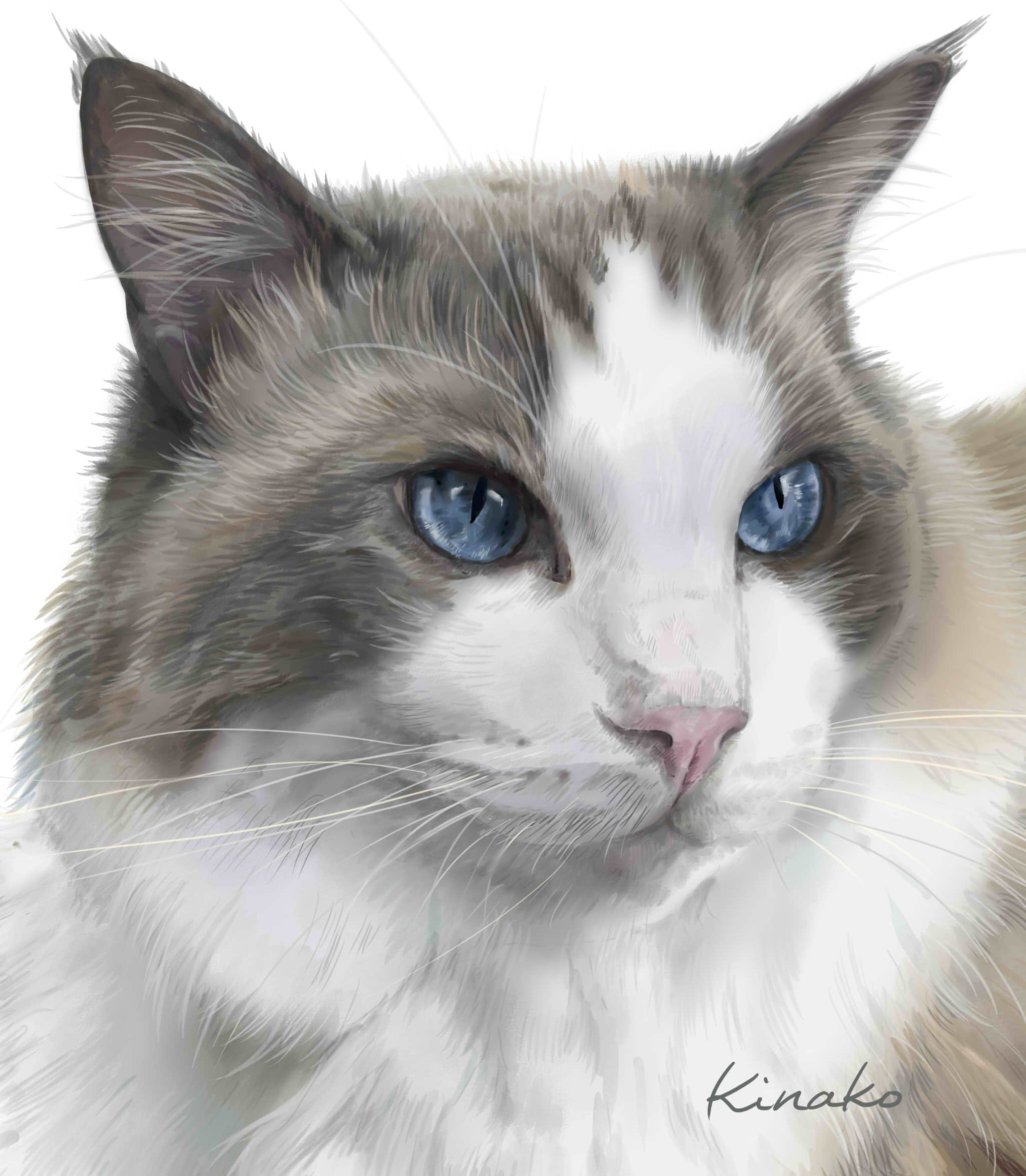 きなこ 猫の絵を描いています 昨日のブルーの目の猫ちゃん完成しました るう Amp ぴすけさんのラグドールのるうちゃんです きれいですね 先日描いた ぴすけちゃんと ちょっと無理やり 並べてみました 猫絵 Cat Drawing 猫イラスト