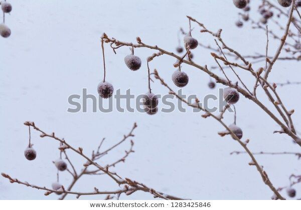 EyeseeMS's tweet photo. Rami di #Alberi coperti di #Neve, #Roma #nevearoma | #Tree #Brenches covered by #snow in #Rome #photography #royaltyfree @ShutterstockReq #Download https://t.co/ZnuWc3lbnt More #Subscription https://t.co/T5i7SL6z6v #Microstock #โฆ https://t.co/B05yjbJWMw https://t.co/QlhP0oH7Ov